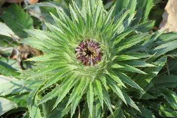 Beautiful green carduus plant in Florida nature, closeup