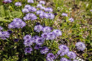Globularia cordifolia in the mountains
