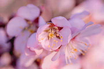 Fototapeta na wymiar Almond tree blossom pink flowers