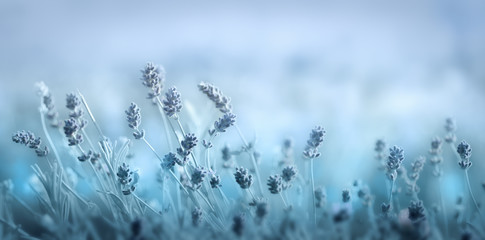 Fototapeta Soft blue spring floral background obraz