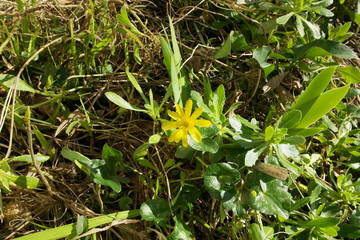 Obraz premium Spring Flowers In The Garden