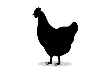 The silhouette of a chicken on a white backdrop. Shadow image chicken on white background.