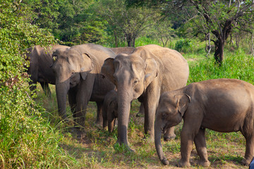 Naklejka na ściany i meble Wild elephants eating grass, Hurulu Eco Park, Sri Lanka.