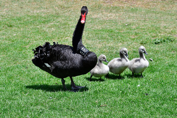 Australia, Victoria, Melbourne, Zoology