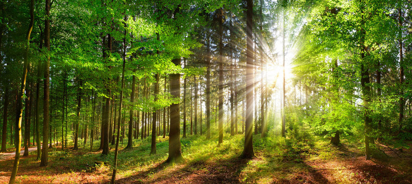 Beautiful rays of sunlight in a green forest © Smileus