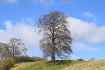 Obraz premium Tree on a hilltop