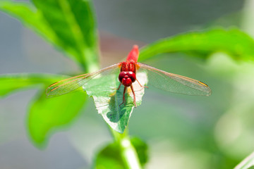 A Red Migrant Hawker