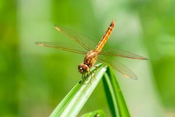 A Migrant Hawker