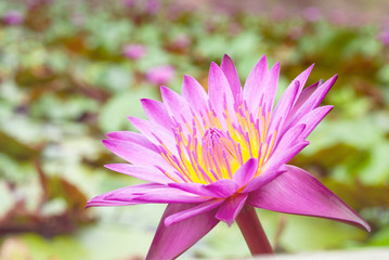 Purple lotus with blurred background pattern