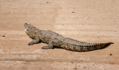 Crocodile