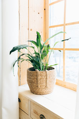 Green plant in a pot on window sill