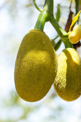 Jackfruit in the Garden