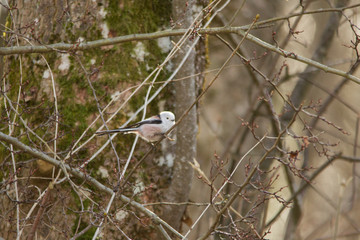 A long-tailed tit sitting on a branch