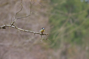 Great tit on a branch