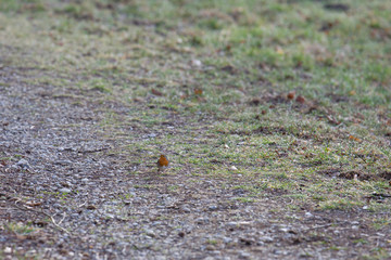 A robin sits on a branch