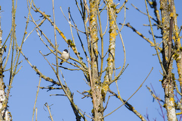 Coal tit on a branch