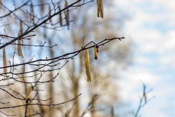 Male hazel blooms in spring on the bush swing in the wind