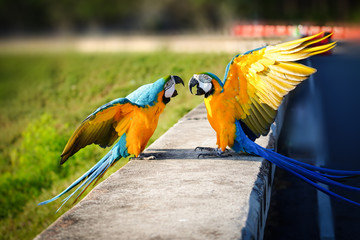Parrot fighting