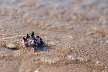 Seashell 