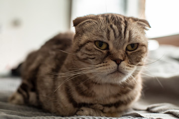 Tired, annoyed, angry cat Scottish Fold sadly looks in front of him, as she is not allowed to rest and sleep after night walks.