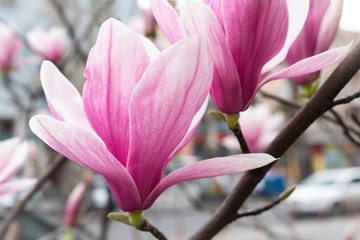 magnolia tree in blossom