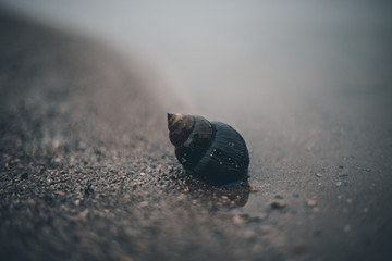 Shell on a Gloomy Beach