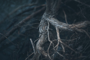 Exposed Roots