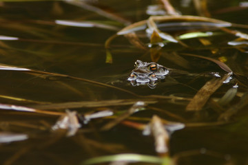 Erdkröte Bufo bufo