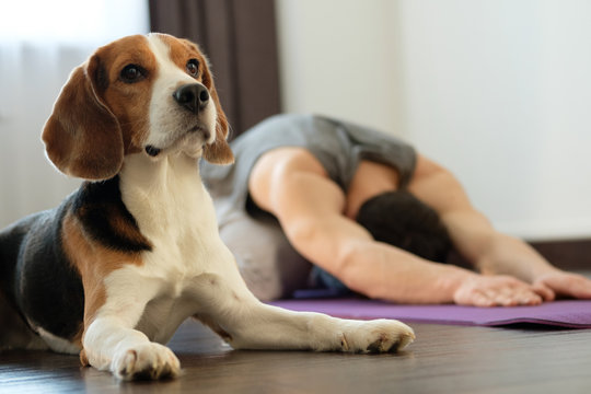 The guy practices yoga at home with a dog