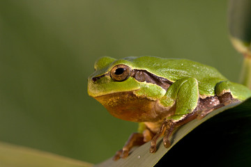 Laubfrosch