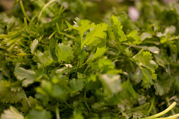Massive fresh cilantro