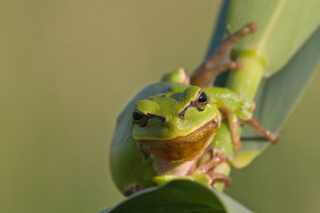 Laubfrosch