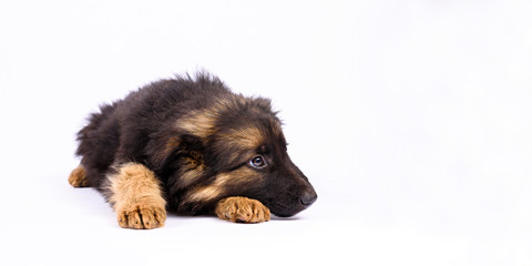 one german shepherd puppy on a white background