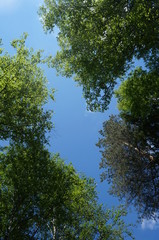 lie on the grass look to the sky