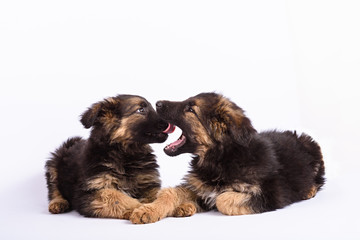 two german shepherd puppy on a white background