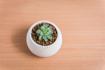 Echeveria Orion Mini Succulent plants in pots  on wooden table, Top view