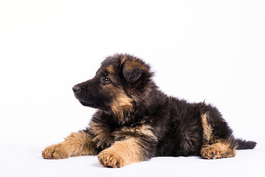 One German Shepherd Puppy On A White Background