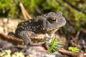 Erdkröte Bufo bufo