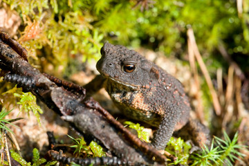 Erdkröte Bufo bufo