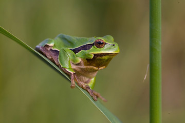 Obraz premium Laubfrosch