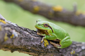 Laubfrosch