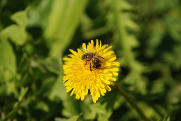 bee on dandelion
