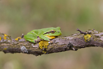 Laubfrosch