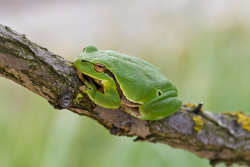 Laubfrosch