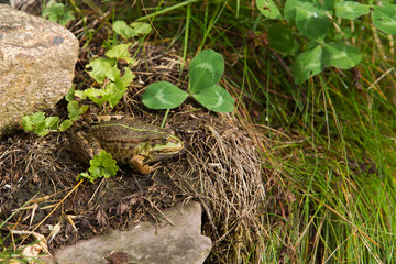 Frosch