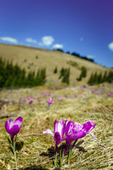 Blossom of crocuses at spring in Alps mountains