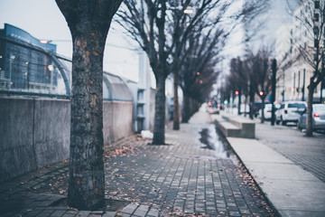 Trees Lining Sidewalk