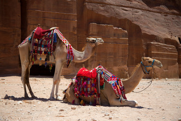 camel in desert