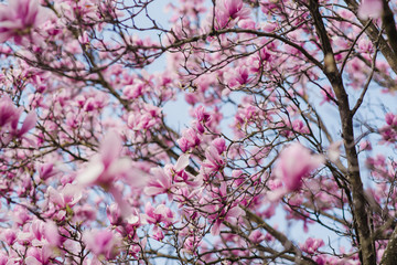 Beautiful pink magnolia flowers on a tree, selective focus, natural concept
