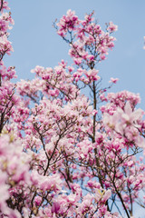 Beautiful pink magnolia flowers on a tree, selective focus, natural concept